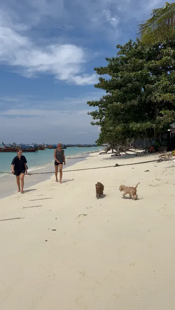 A quiet beach, one dog, nobody else