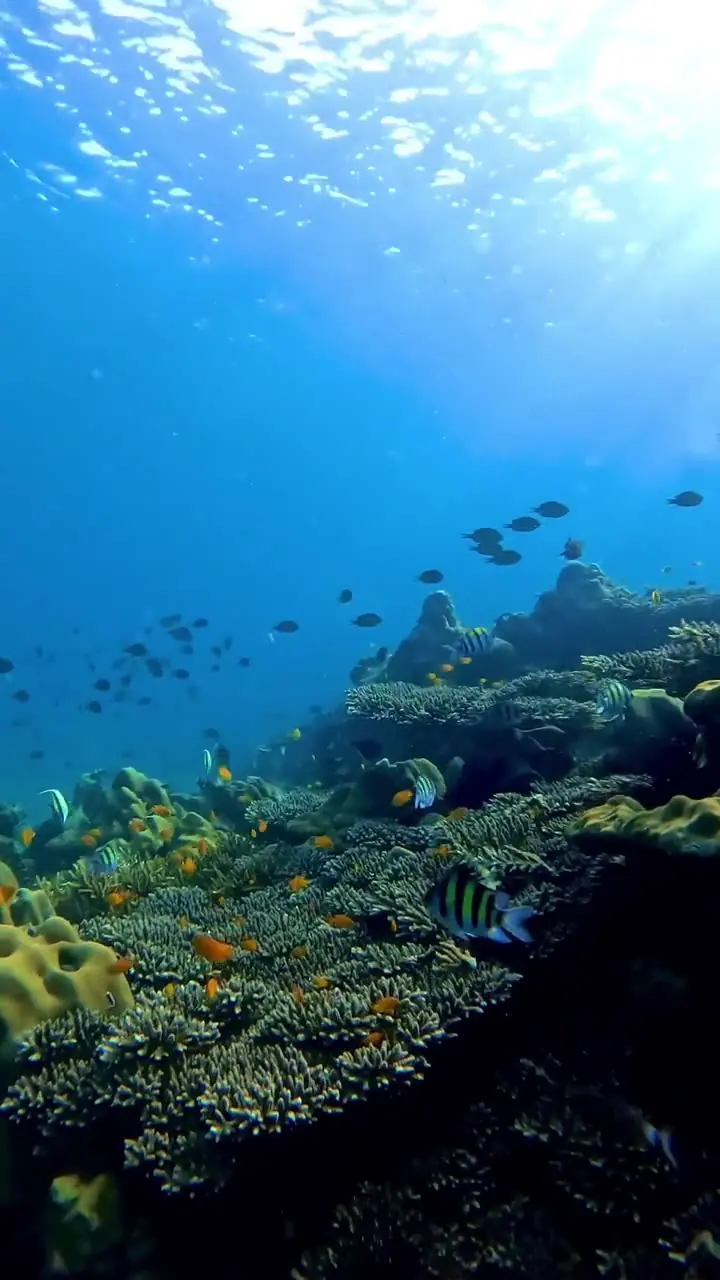 Coral and reef fish underwater