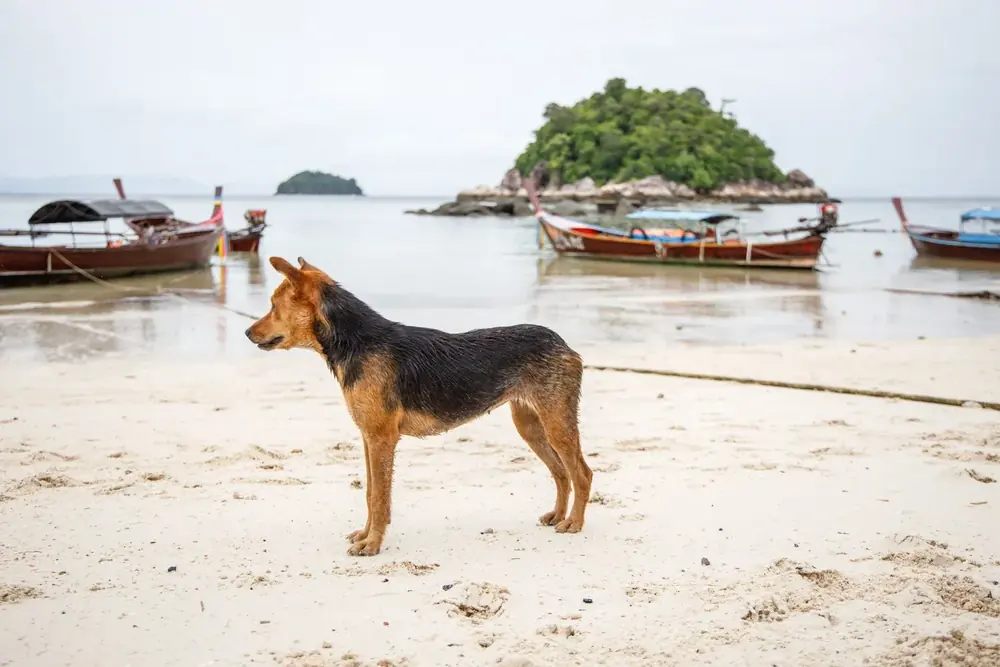 A rescued dog on the beach with longtails behind