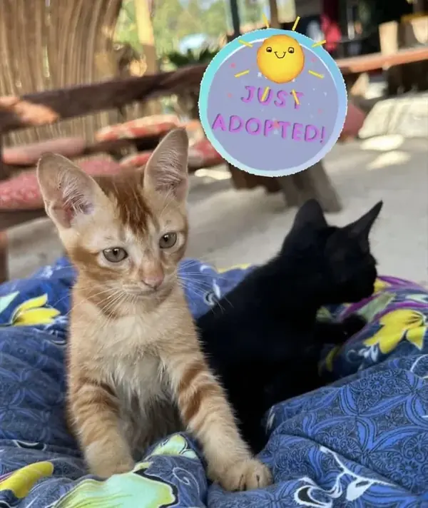 Rescued kittens