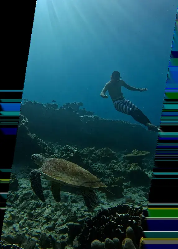 A sea turtle over the reef